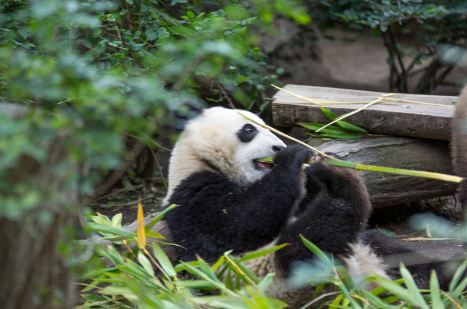 San Diego Zoo Part I 192